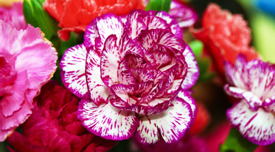 Interesting Facts about Carnations