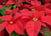 Caring for popular Christmas plants through the year