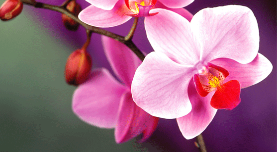 23_orchid