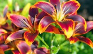 Some historical facts behind the meaning of lilies