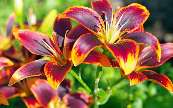 Some historical facts behind the meaning of lilies