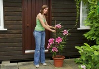 Effective guidelines to Grow Lilies and taking care of the plant