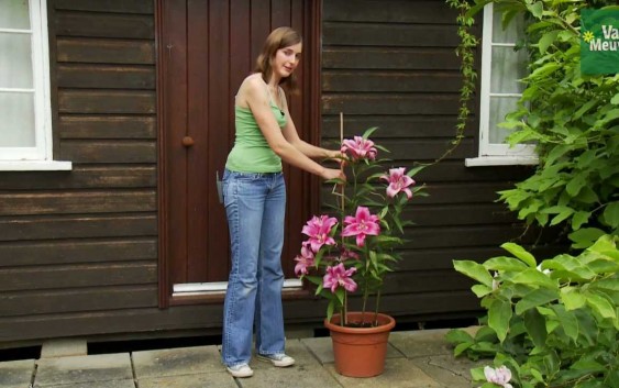 Effective guidelines to Grow Lilies and taking care of the plant