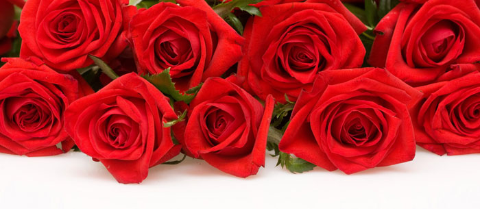 1. Red rose