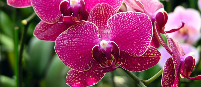 5. Orchids