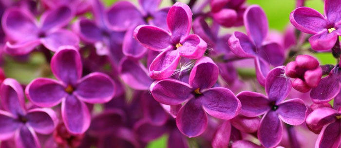 6. Lilacs