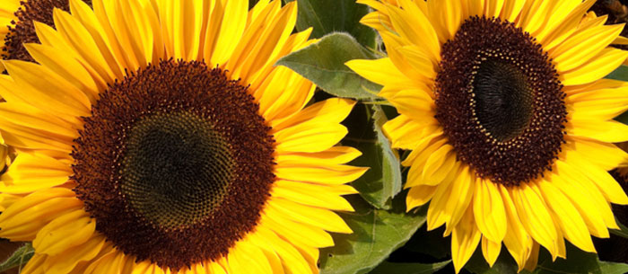 9. Sunflowers
